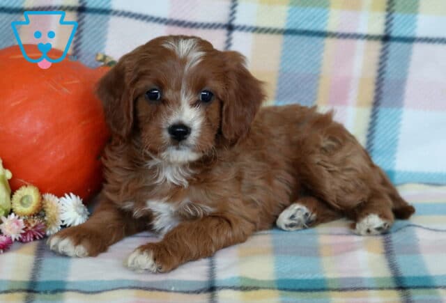 Rylie Cavapoo image