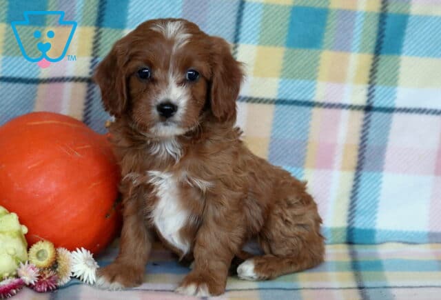 Rylie Cavapoo2 image