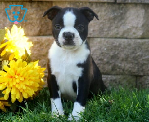 Black and white Boston Terrier puppy sitting attentively in sunlit grass beside bright yellow flowers and a rustic stone wall.