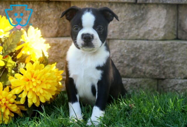 Black and white Boston Terrier puppy sitting attentively in sunlit grass beside bright yellow flowers and a rustic stone wall. image