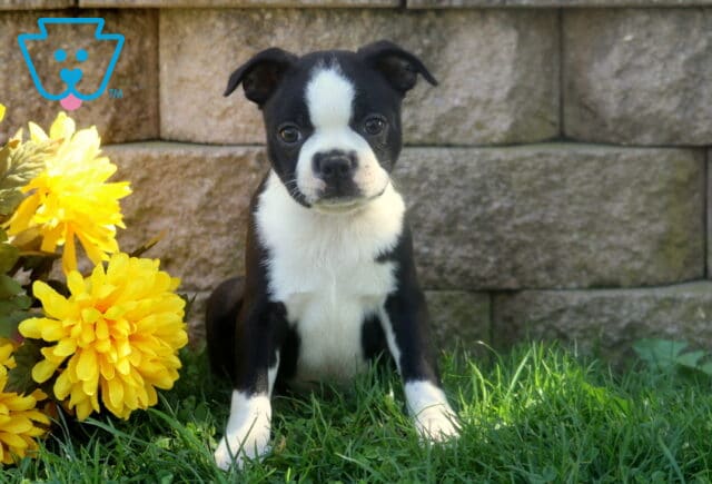 Black and white Boston Terrier puppy with a wide white blaze sitting in green grass beside a sunny display of yellow flowers. image