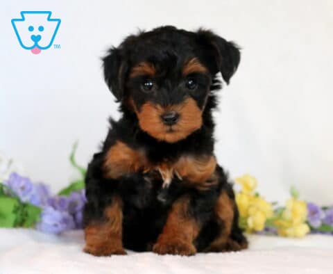 Sasha Yorkiepoo