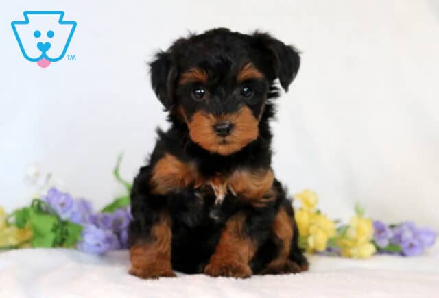 Sasha Yorkiepoo image