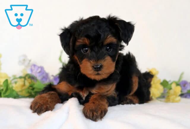 Sasha Yorkiepoo2 image