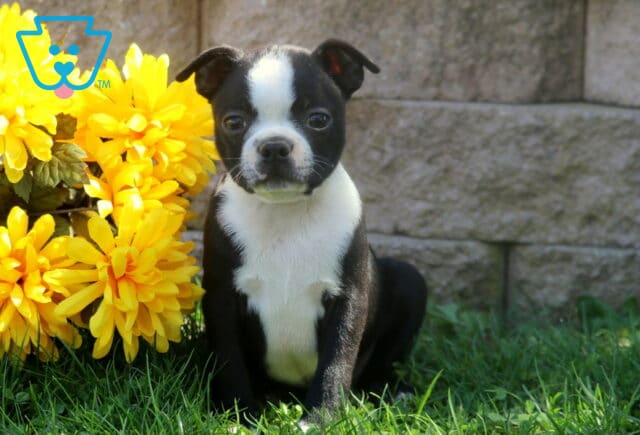 Black and white Boston Terrier puppy sitting on green grass beside vibrant yellow flowers with a stone wall behind. image