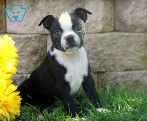 Black and white Boston Terrier puppy tilting its head while sitting in the grass beside bright yellow flowers.