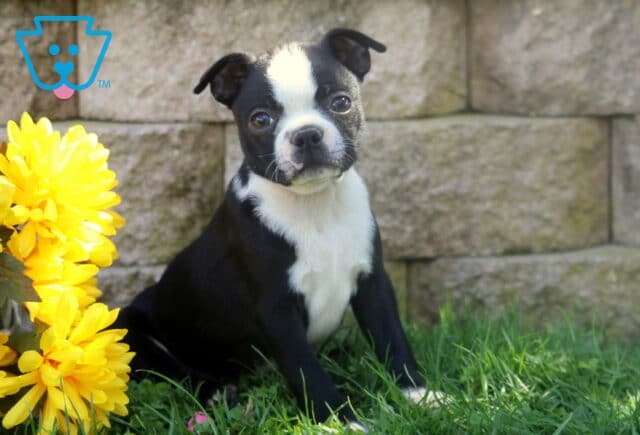 Black and white Boston Terrier puppy tilting its head while sitting in the grass beside bright yellow flowers. image