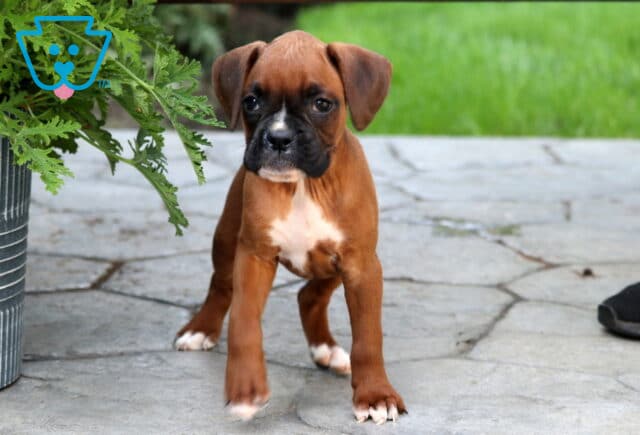 Sassy Boxer image