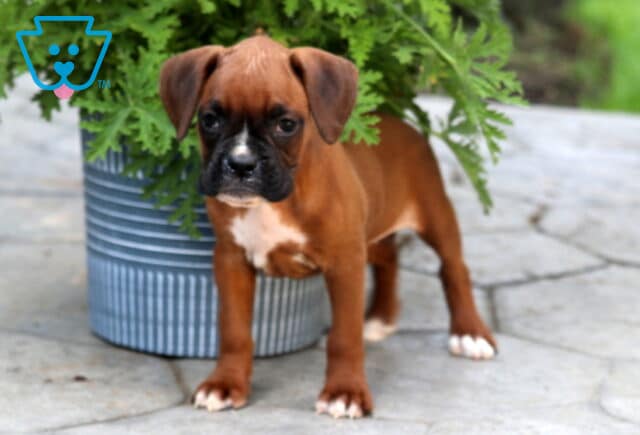 Sassy Boxer2 image