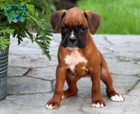 Sassy Boxer3