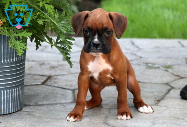 Sassy Boxer3 image