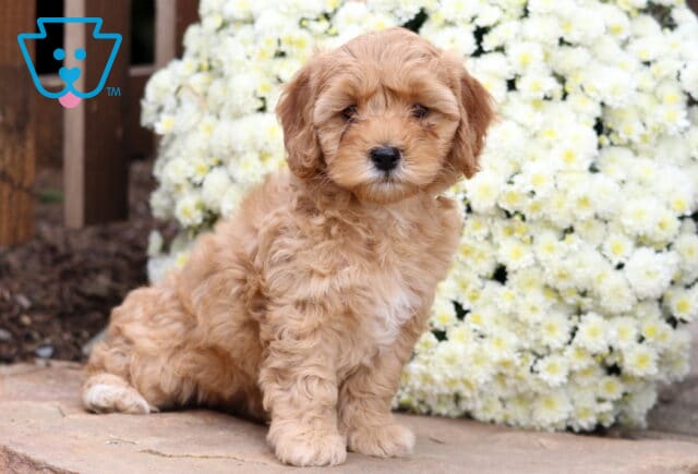 Sassy Cockapoo image