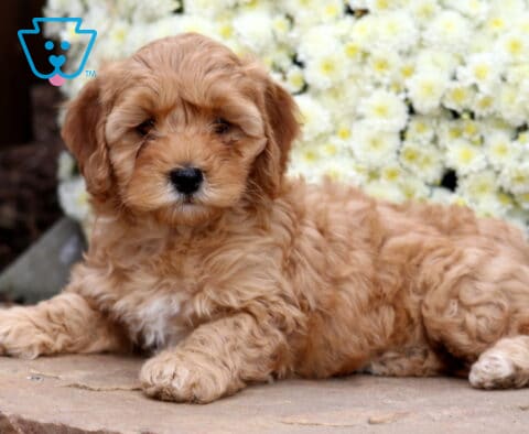 Sassy Cockapoo2