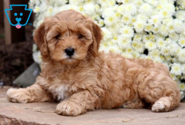 Sassy Cockapoo2 image