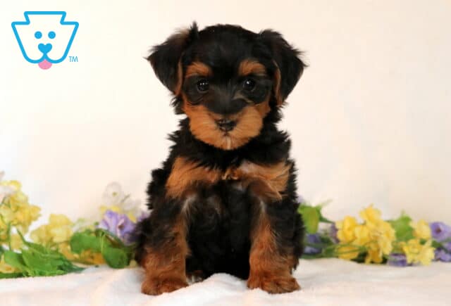 Sassy Yorkiepoo image