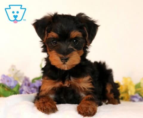Sassy Yorkiepoo2