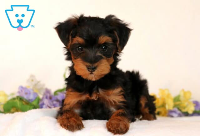 Sassy Yorkiepoo2 image