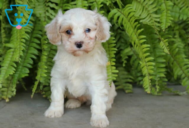 Scotty, an adorable cream-colored Cockapoo puppy with a soft, fluffy coat, light tan ears, and expressive eyes, sitting on a stone surface in front of cascading green ferns in Christiana, PA. image