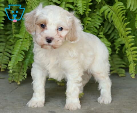 Scotty, a fluffy cream-colored Cockapoo puppy with light tan floppy ears, soft wavy fur, and sweet expressive eyes, standing on a stone surface while looking toward the camera in front of lush green ferns in Christiana, PA.