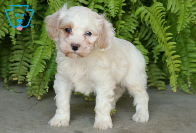 Scotty, a fluffy cream-colored Cockapoo puppy with light tan floppy ears, soft wavy fur, and sweet expressive eyes, standing on a stone surface while looking toward the camera in front of lush green ferns in Christiana, PA. image