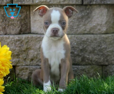 Lilac and white Boston Terrier puppy sitting attentively in green grass beside cheerful yellow flowers and a stone garden wall.
