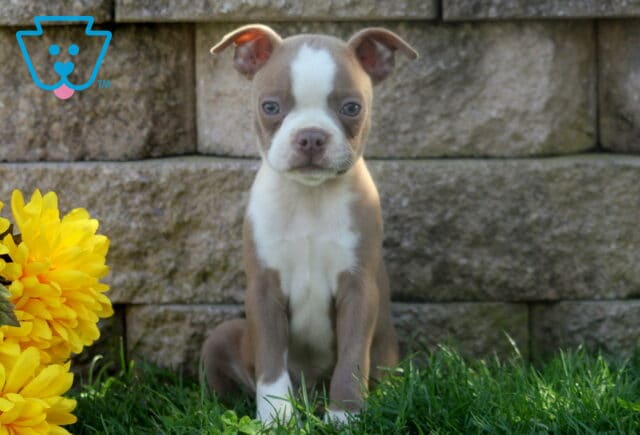 Lilac and white Boston Terrier puppy sitting attentively in green grass beside cheerful yellow flowers and a stone garden wall. image