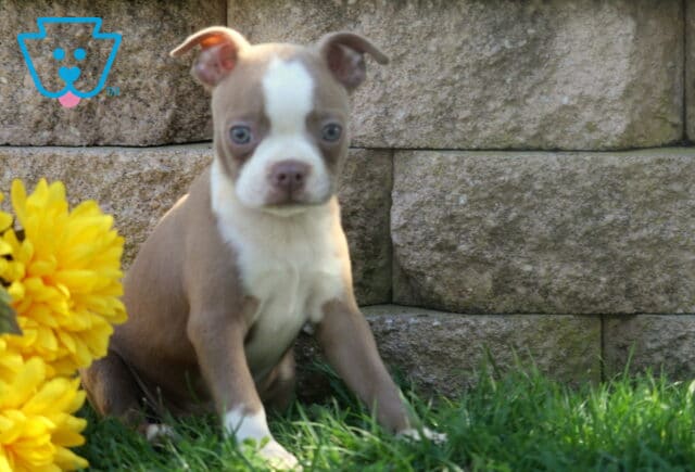 Lilac and white Boston Terrier puppy with bright blue-gray eyes sitting in the grass beside yellow flowers and a textured stone wall. image