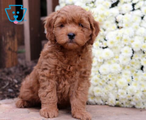Scout Cockapoo