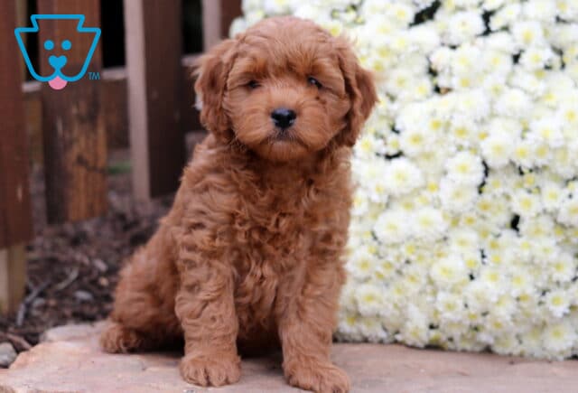 Scout Cockapoo image