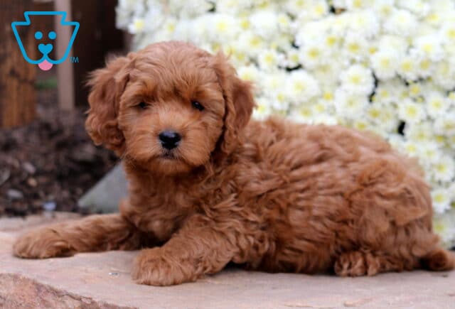 Scout Cockapoo2 image