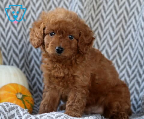Scout Toy Goldendoodle