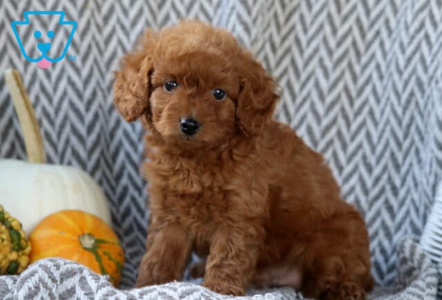 Scout Toy Goldendoodle image