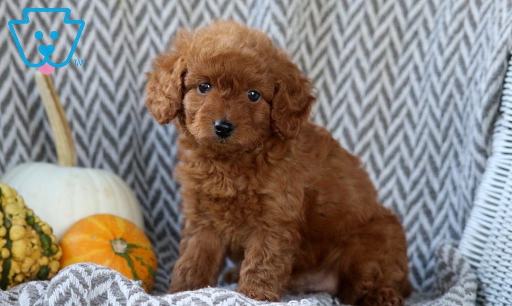 Scout (Doodle / designer cross, Male) in Morgantown, PA