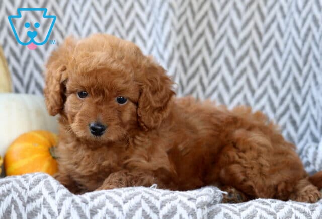 Scout Toy Goldendoodle2 image