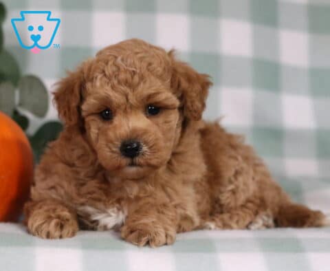 Shadow Bichpoo