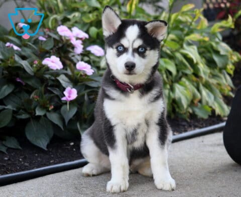 Shadow, a black and white Pomsky puppy with striking blue eyes, upright pointed ears, and a burgundy collar sitting beside pink flowers in Peach Bottom, PA.