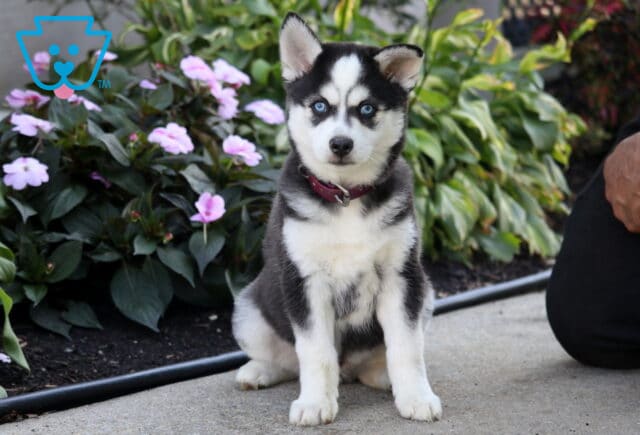 Shadow, a black and white Pomsky puppy with striking blue eyes, upright pointed ears, and a burgundy collar sitting beside pink flowers in Peach Bottom, PA. image