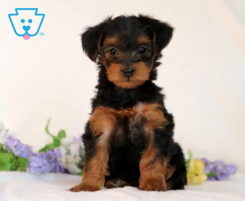Shayla Yorkiepoo