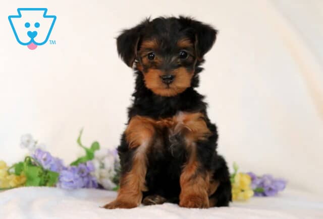 Shayla Yorkiepoo image