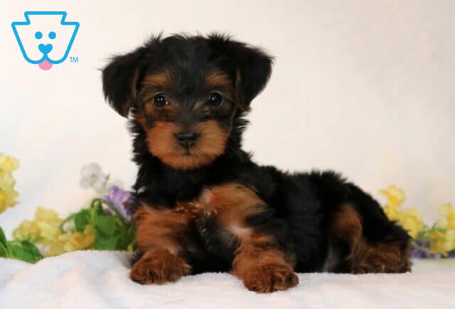 Shayla Yorkiepoo2 image