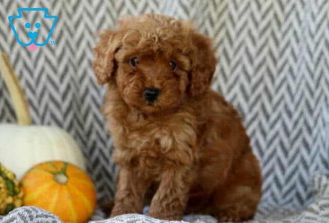 Sid Toy Goldendoodle image
