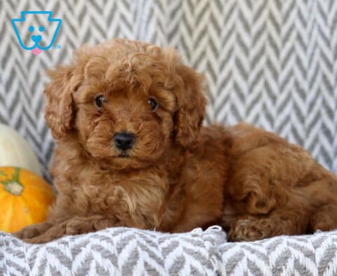 Sid Toy Goldendoodle2