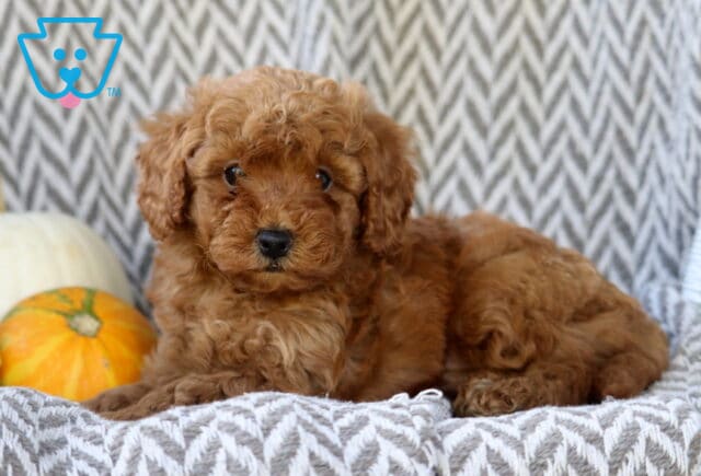 Sid Toy Goldendoodle2 image