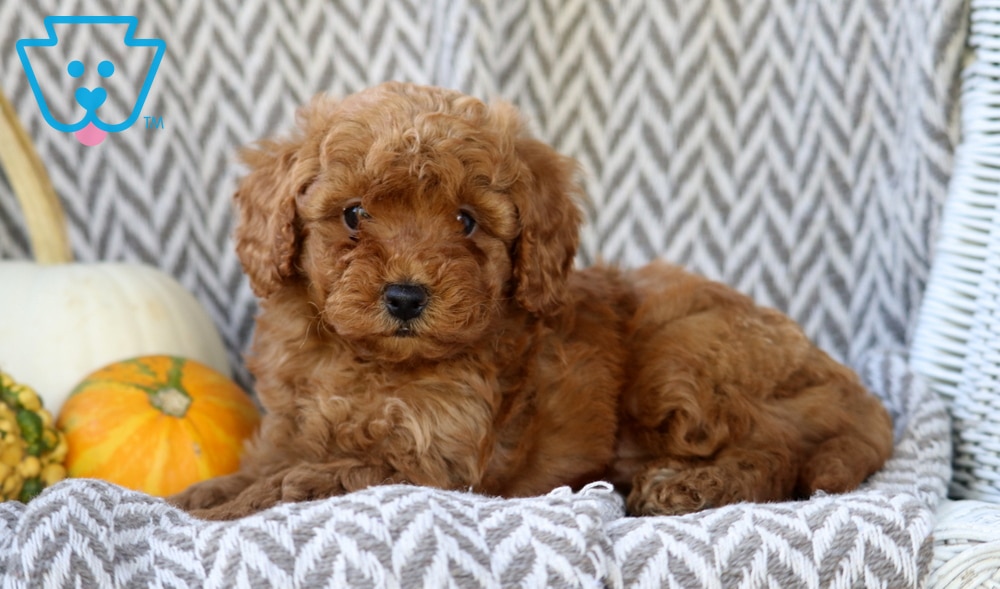 Sid (Doodle / designer cross, Male) in Morgantown, PA