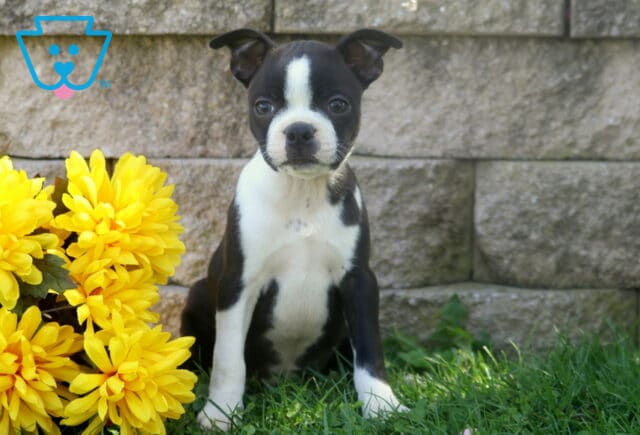 Black and white Boston Terrier puppy sitting tall beside vivid yellow flowers with a gray stone wall creating a rustic outdoor backdrop. image