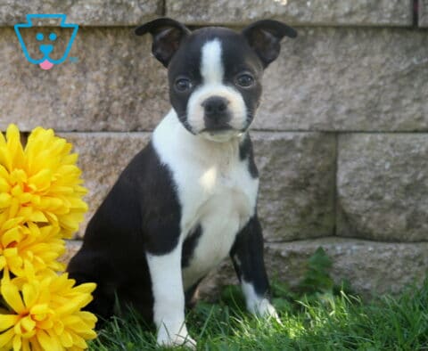 Black and white Boston Terrier puppy posing beside golden yellow flowers with a crisp white chest and alert expression.