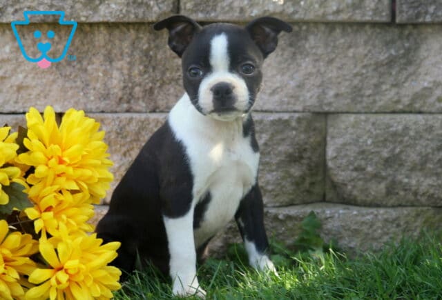 Black and white Boston Terrier puppy posing beside golden yellow flowers with a crisp white chest and alert expression. image