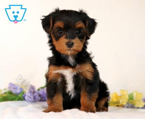 Sidney Yorkiepoo