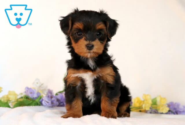 Sidney Yorkiepoo image