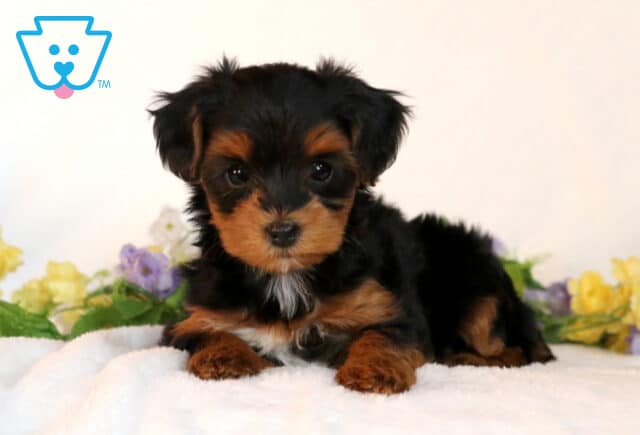 Sidney Yorkiepoo2 image